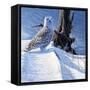 Winter Snow-Michael Budden-Framed Stretched Canvas