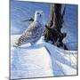 Winter Snow-Michael Budden-Mounted Giclee Print