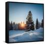 Winter Snowy Pine Trees at Sunset-Dudarev Mikhail-Framed Stretched Canvas