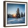 Winter Snowy Pine Trees at Sunset-Dudarev Mikhail-Framed Photographic Print