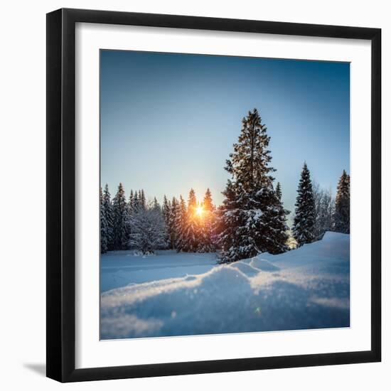 Winter Snowy Pine Trees at Sunset-Dudarev Mikhail-Framed Photographic Print