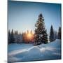 Winter Snowy Pine Trees at Sunset-Dudarev Mikhail-Mounted Photographic Print