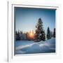 Winter Snowy Pine Trees at Sunset-Dudarev Mikhail-Framed Photographic Print