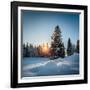 Winter Snowy Pine Trees at Sunset-Dudarev Mikhail-Framed Photographic Print