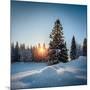 Winter Snowy Pine Trees at Sunset-Dudarev Mikhail-Mounted Photographic Print