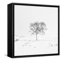 Winter Softness 1-Doug Chinnery-Framed Stretched Canvas