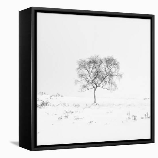Winter Softness 1-Doug Chinnery-Framed Stretched Canvas