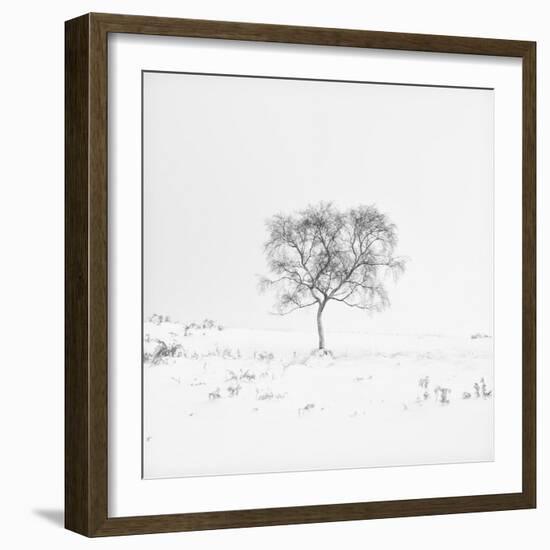 Winter Softness 1-Doug Chinnery-Framed Photographic Print