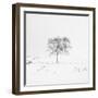 Winter Softness 1-Doug Chinnery-Framed Photographic Print