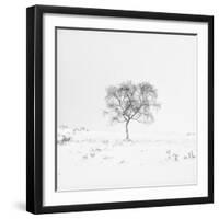 Winter Softness 1-Doug Chinnery-Framed Photographic Print