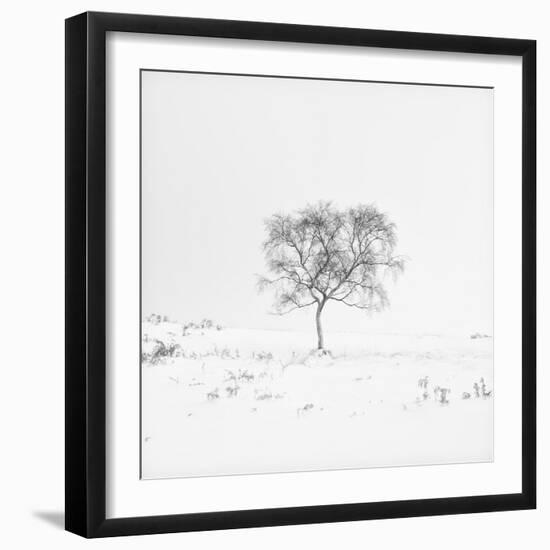 Winter Softness 1-Doug Chinnery-Framed Photographic Print