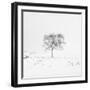 Winter Softness 1-Doug Chinnery-Framed Photographic Print