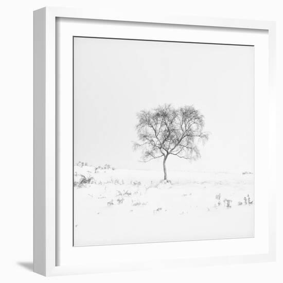 Winter Softness 1-Doug Chinnery-Framed Photographic Print