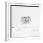 Winter Softness 1-Doug Chinnery-Framed Photographic Print