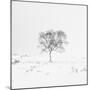 Winter Softness 1-Doug Chinnery-Mounted Photographic Print