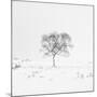 Winter Softness 1-Doug Chinnery-Mounted Photographic Print