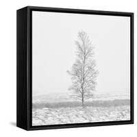 Winter Softness 2-Doug Chinnery-Framed Stretched Canvas