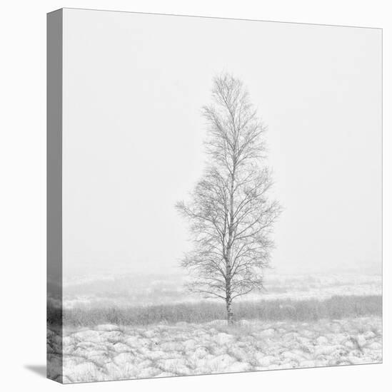 Winter Softness 2-Doug Chinnery-Stretched Canvas