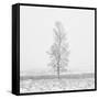 Winter Softness 2-Doug Chinnery-Framed Stretched Canvas