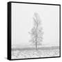 Winter Softness 2-Doug Chinnery-Framed Stretched Canvas