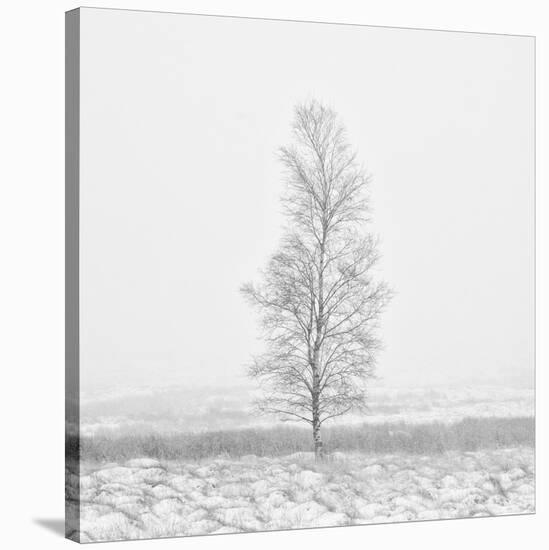 Winter Softness 2-Doug Chinnery-Stretched Canvas