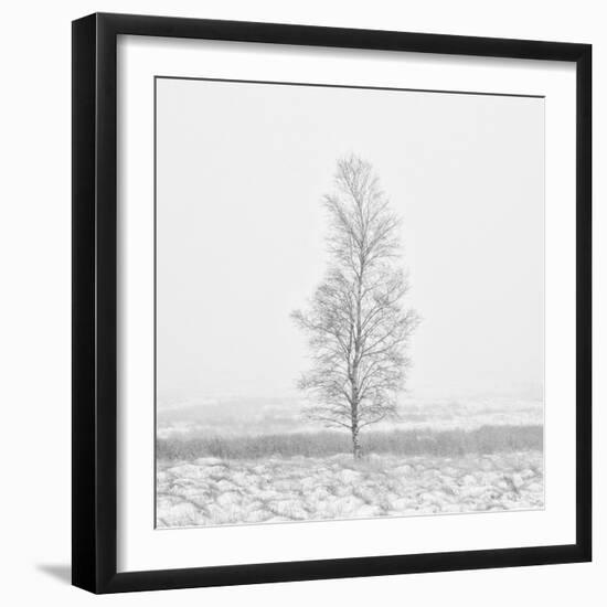 Winter Softness 2-Doug Chinnery-Framed Premium Photographic Print