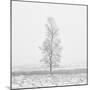 Winter Softness 2-Doug Chinnery-Mounted Premium Photographic Print