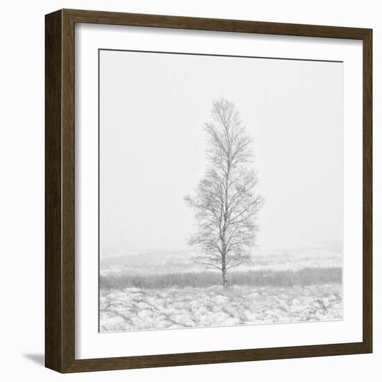 Winter Softness 2-Doug Chinnery-Framed Photographic Print