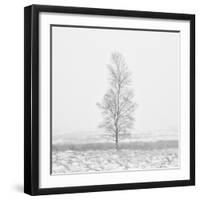 Winter Softness 2-Doug Chinnery-Framed Photographic Print