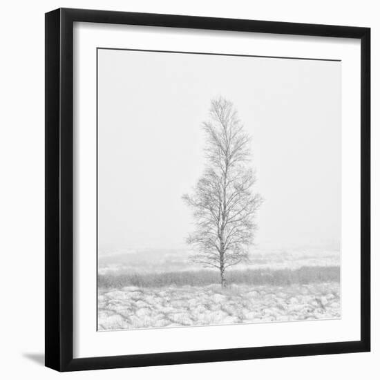 Winter Softness 2-Doug Chinnery-Framed Photographic Print