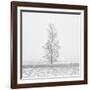Winter Softness 2-Doug Chinnery-Framed Photographic Print