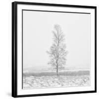 Winter Softness 2-Doug Chinnery-Framed Photographic Print