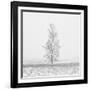 Winter Softness 2-Doug Chinnery-Framed Photographic Print