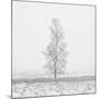 Winter Softness 2-Doug Chinnery-Mounted Photographic Print
