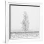 Winter Softness 2-Doug Chinnery-Framed Photographic Print
