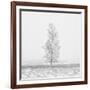 Winter Softness 2-Doug Chinnery-Framed Photographic Print