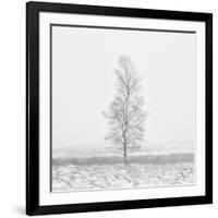 Winter Softness 2-Doug Chinnery-Framed Photographic Print