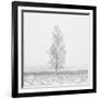 Winter Softness 2-Doug Chinnery-Framed Photographic Print