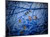 Winter Sparrows, 2020, (composite painting)-Helen White-Mounted Giclee Print