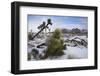 Winter storm, Joshua Tree National Park, California-Zandria Muench Beraldo-Framed Photographic Print