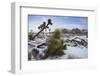 Winter storm, Joshua Tree National Park, California-Zandria Muench Beraldo-Framed Photographic Print