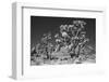 Winter storm, Joshua Tree National Park, California-Zandria Muench Beraldo-Framed Photographic Print