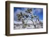 Winter storm, Joshua Tree National Park, California-Zandria Muench Beraldo-Framed Photographic Print