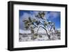 Winter storm, Joshua Tree National Park, California-Zandria Muench Beraldo-Framed Photographic Print