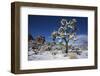 Winter storm, Joshua Tree National Park, California-Zandria Muench Beraldo-Framed Photographic Print