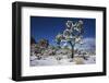 Winter storm, Joshua Tree National Park, California-Zandria Muench Beraldo-Framed Photographic Print