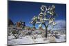 Winter storm, Joshua Tree National Park, California-Zandria Muench Beraldo-Mounted Photographic Print