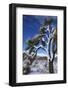 Winter storm, Joshua Tree National Park, California-Zandria Muench Beraldo-Framed Photographic Print