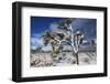 Winter storm, Joshua Tree National Park, California-Zandria Muench Beraldo-Framed Photographic Print