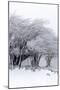 Winter Storm-Incado-Mounted Photographic Print
